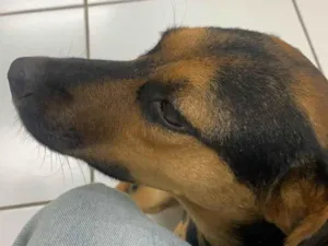 Cachorro raça SRD-ViraLata idade 2 anos nome Café