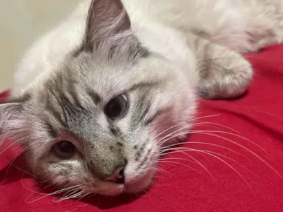 Gato raça SRD-ViraLata idade 7 a 11 meses nome Chaninho