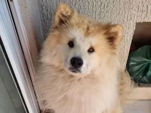 Cachorro raça Chow Chow idade 1 ano nome Akita inu nega 