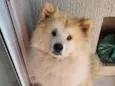 Akita inu nega