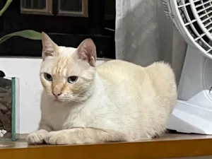 Gato raça Siamês idade 1 ano nome Louis
