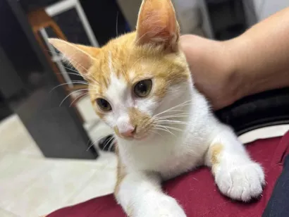 Gato raça SRD-ViraLata idade 7 a 11 meses nome Malbec Gold