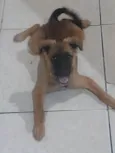 Amora ??