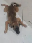 Amora ??