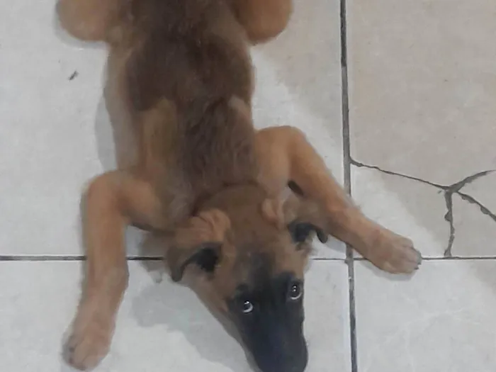 Cachorro ra a Pastor Alemão idade 2 a 6 meses nome Amora ??