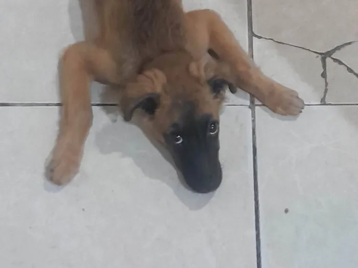 Cachorro ra a Pastor Alemão idade 2 a 6 meses nome Amora ??
