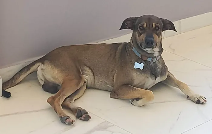 Cachorro ra a SRD-ViraLata idade 3 anos nome THOR