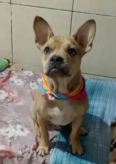Cachorro ra a SRD-ViraLata idade 7 a 11 meses nome Tom