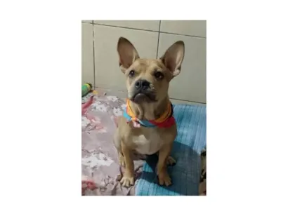 Cachorro raça SRD-ViraLata idade 7 a 11 meses nome Tom