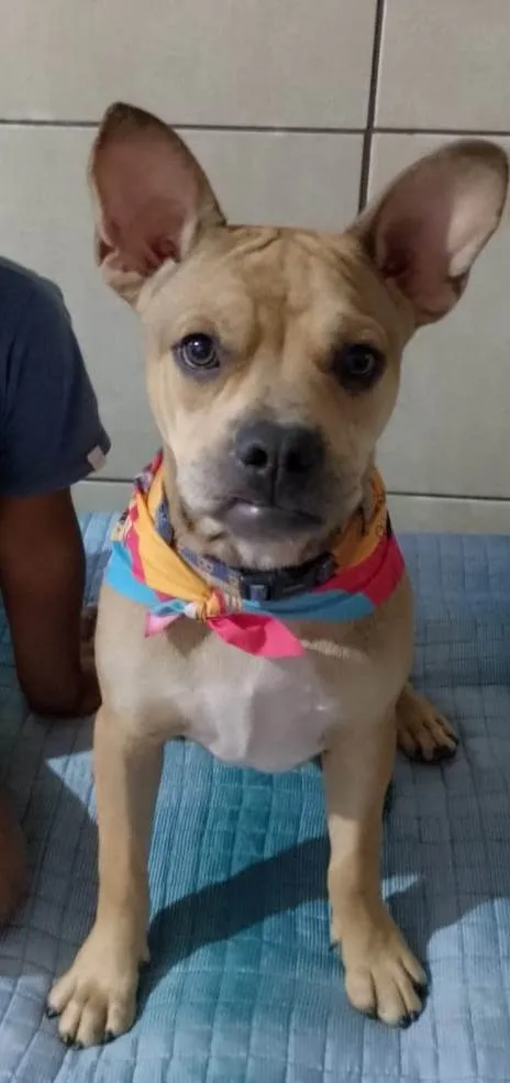 Cachorro ra a SRD-ViraLata idade 7 a 11 meses nome Tom