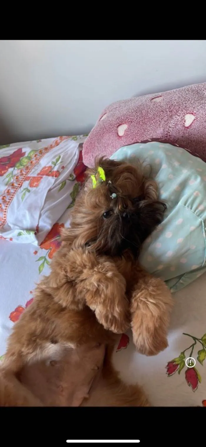 Cachorro ra a Shitzu idade 3 anos nome Suly