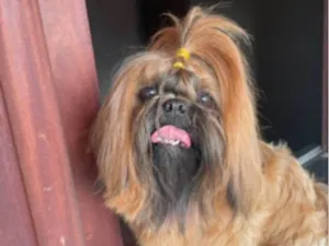 Cachorro raça Shitzu idade 3 anos nome Suly