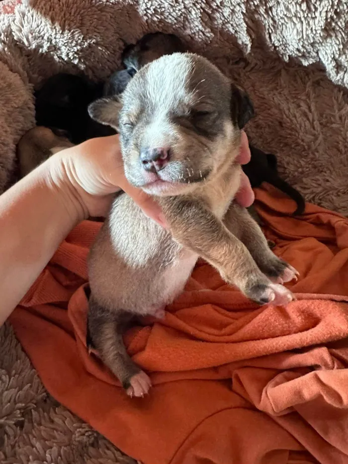 Cachorro ra a SRD-ViraLata idade Abaixo de 2 meses nome Filhotes