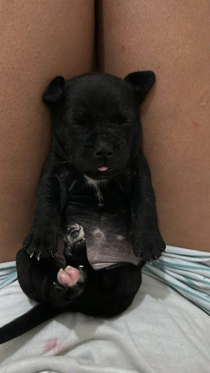 Cachorro ra a SRD-ViraLata idade Abaixo de 2 meses nome Filhotes