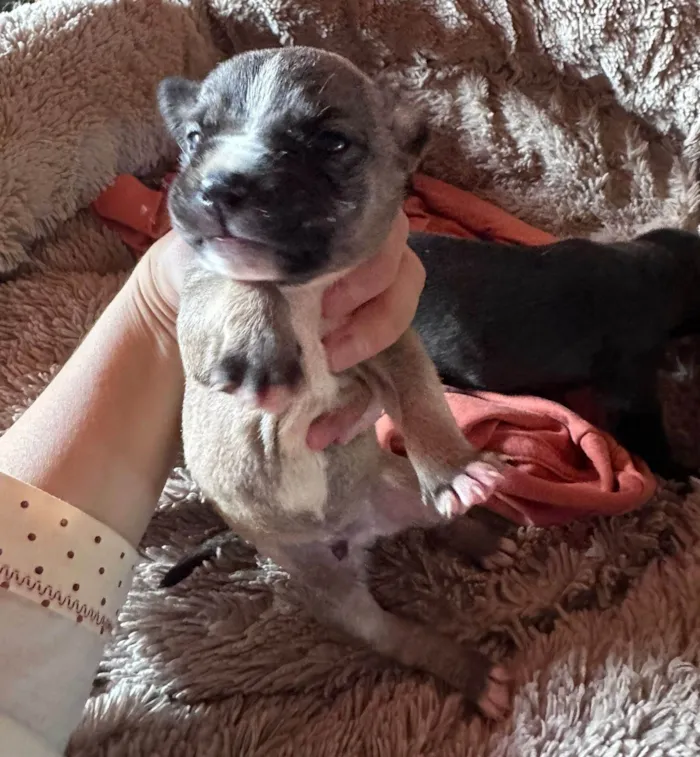 Cachorro ra a SRD-ViraLata idade Abaixo de 2 meses nome Filhotes