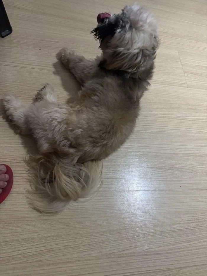 Cachorro ra a Shitzu idade 1 ano nome Não sabemos