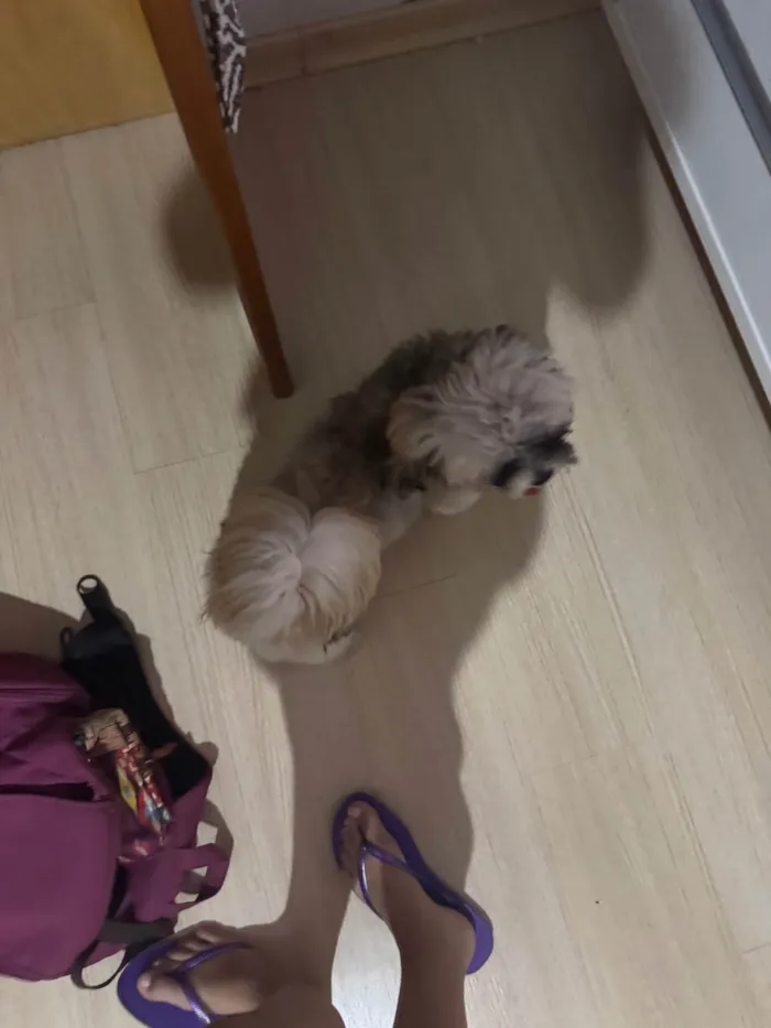 Cachorro ra a Shitzu idade 1 ano nome Não sabemos
