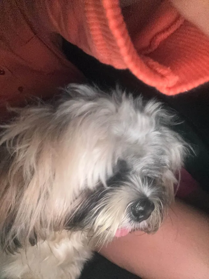Cachorro ra a Shitzu idade 1 ano nome Não sabemos