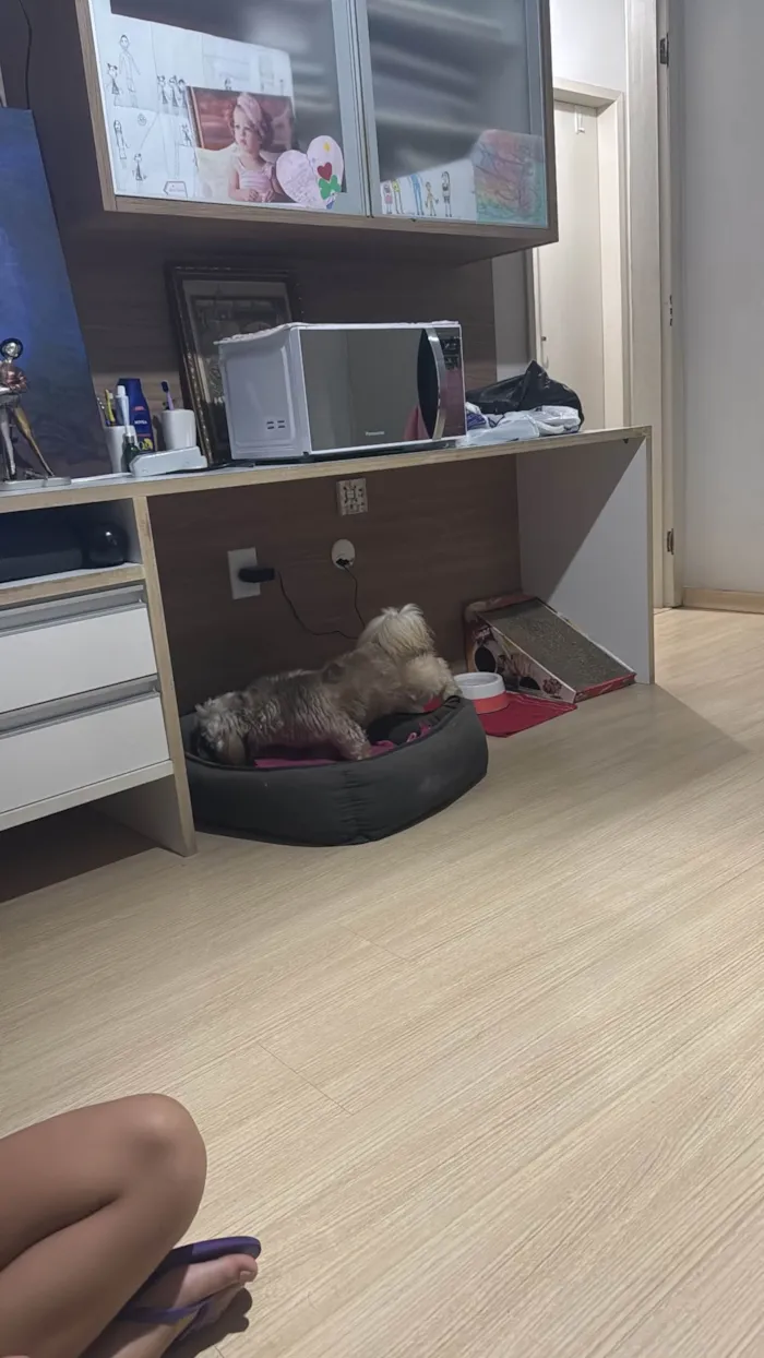Cachorro ra a Shitzu idade 1 ano nome Não sabemos