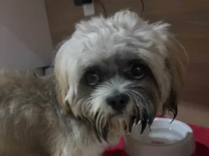 Cachorro raça Shitzu idade 1 ano nome Não sabemos