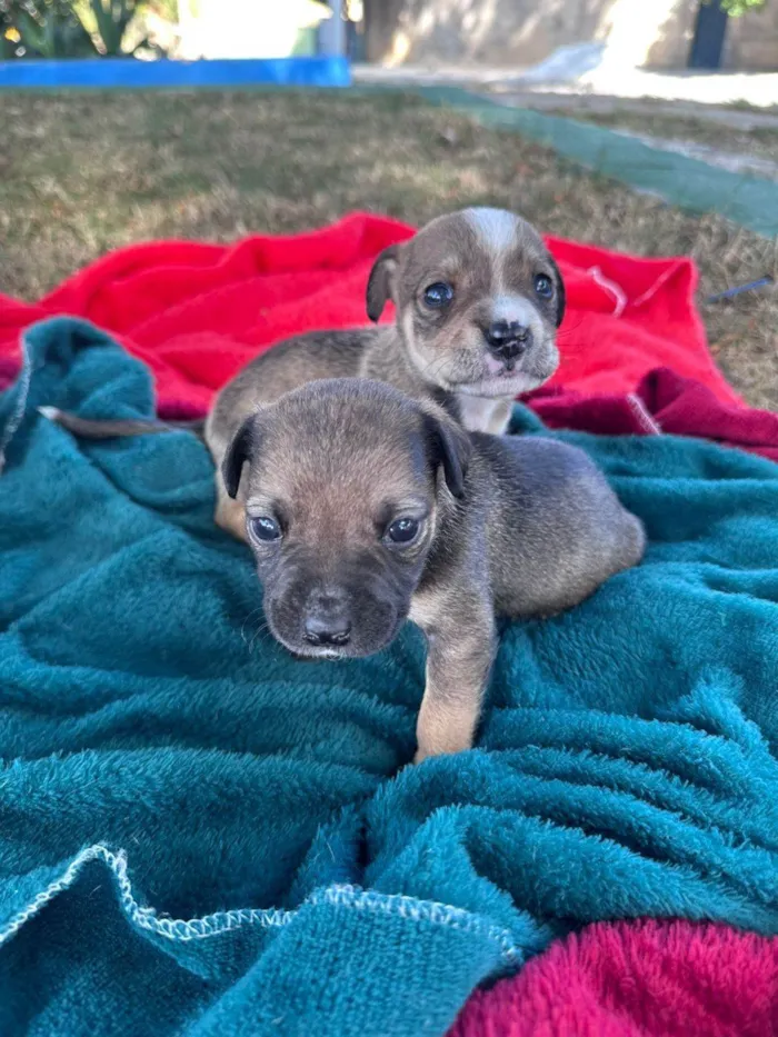 Cachorro ra a SRD-ViraLata idade Abaixo de 2 meses nome Filhotes