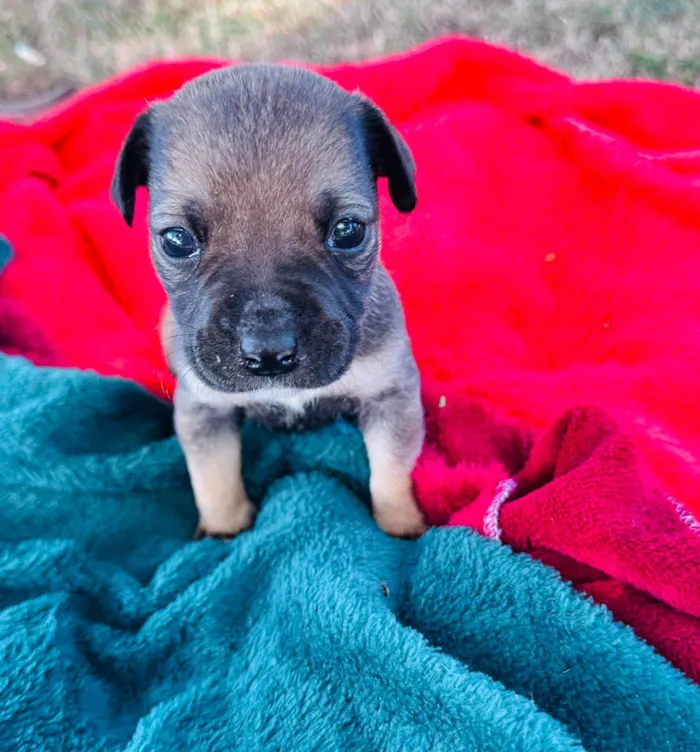 Cachorro ra a SRD-ViraLata idade Abaixo de 2 meses nome Filhotes