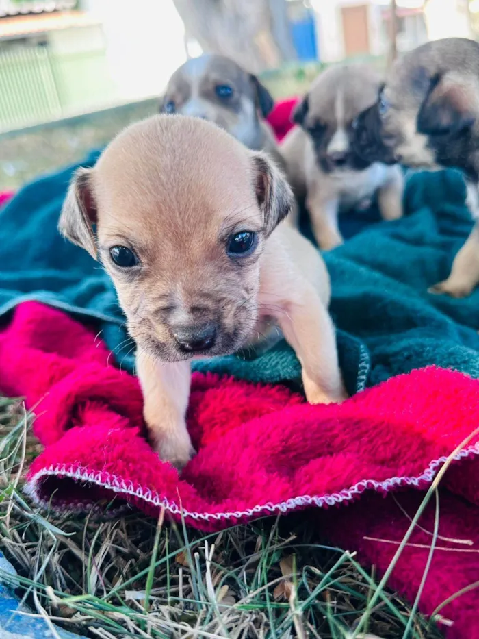 Cachorro ra a SRD-ViraLata idade Abaixo de 2 meses nome Filhotes