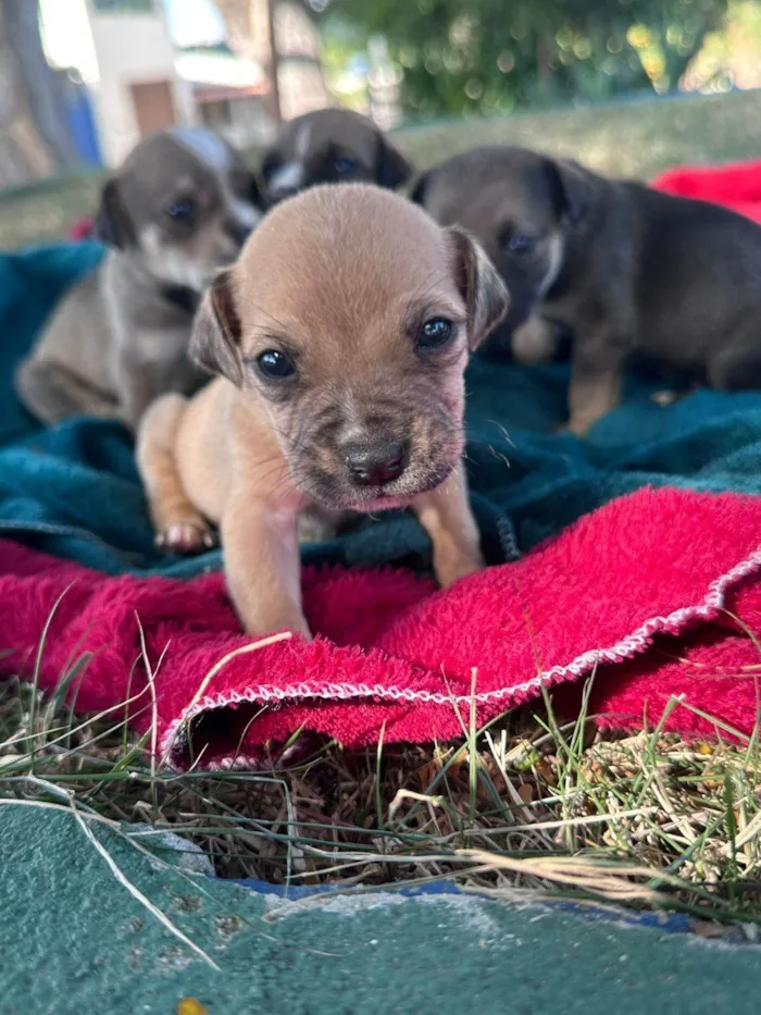 Cachorro ra a SRD-ViraLata idade Abaixo de 2 meses nome Filhotes