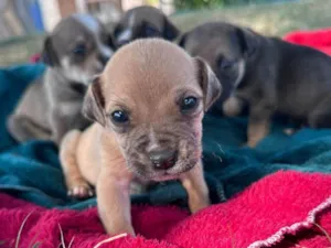Cachorro raça SRD-ViraLata idade Abaixo de 2 meses nome Filhotes