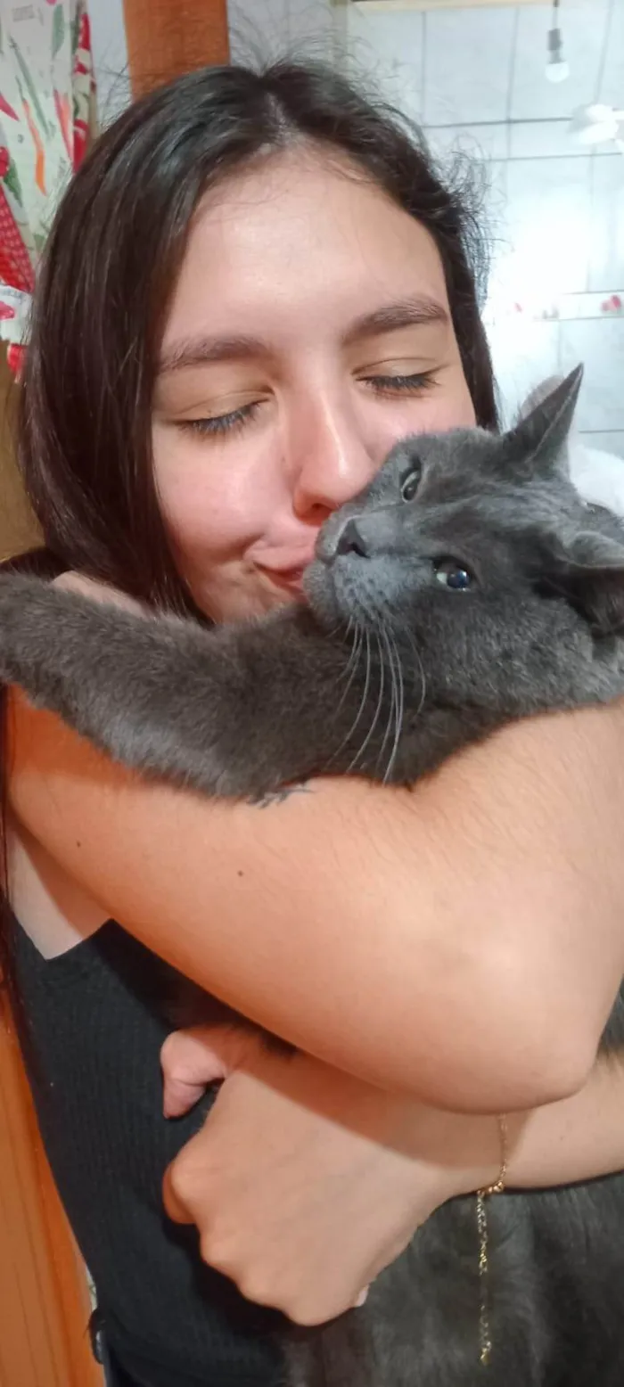 Gato ra a SRD-ViraLata idade 6 ou mais anos nome Doodles