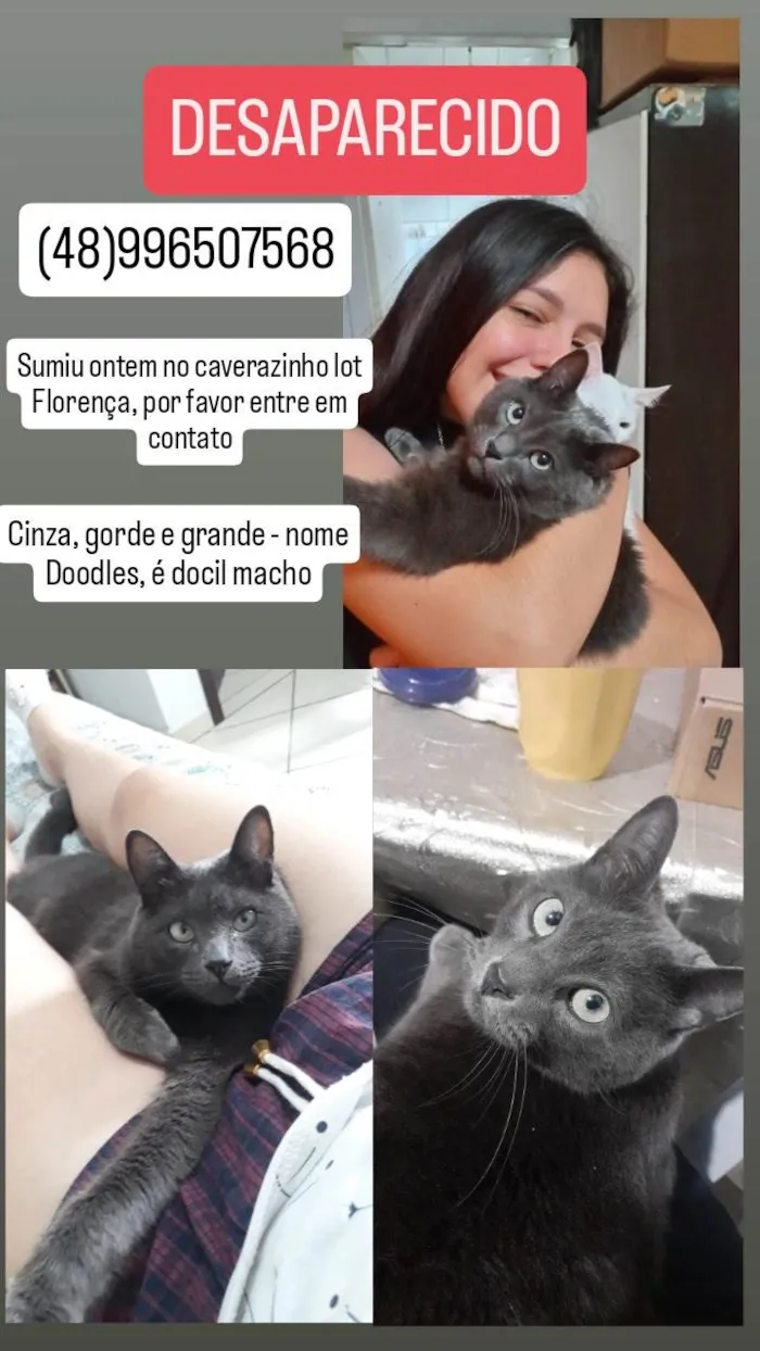 Gato ra a SRD-ViraLata idade 6 ou mais anos nome Doodles