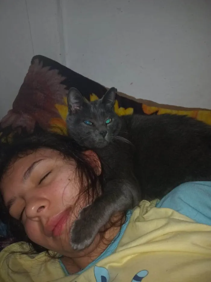 Gato ra a SRD-ViraLata idade 6 ou mais anos nome Doodles