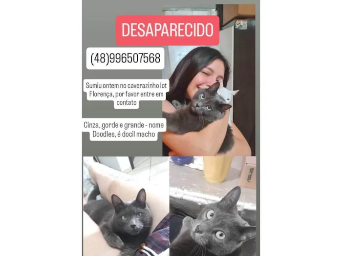 Gato ra a SRD-ViraLata idade 6 ou mais anos nome Doodles
