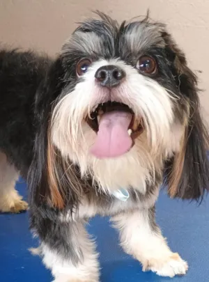 Cachorro raça Shitzu idade 2 anos nome Theo