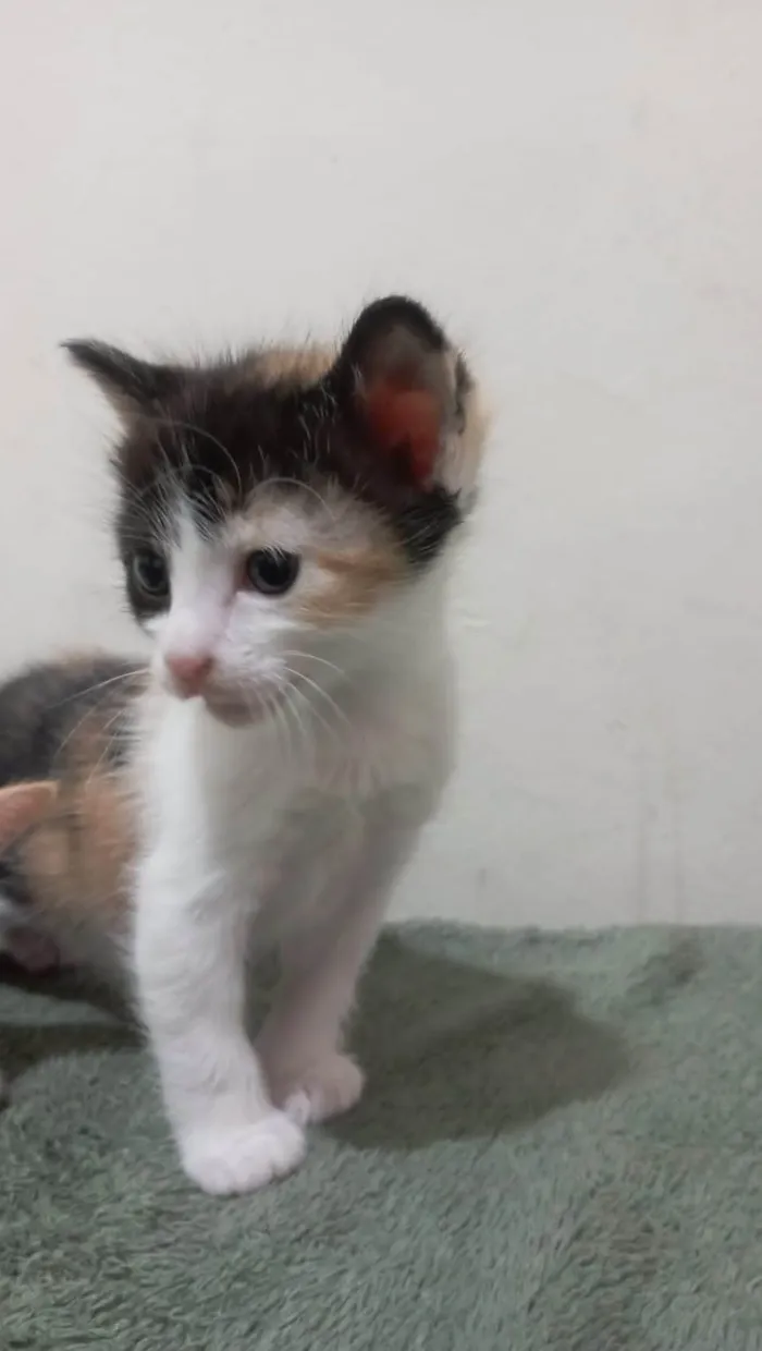 Gato ra a American Shorthair idade Abaixo de 2 meses nome Nao tem