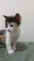 Nao tem