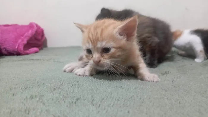 Gato ra a American Shorthair idade Abaixo de 2 meses nome Nao tem