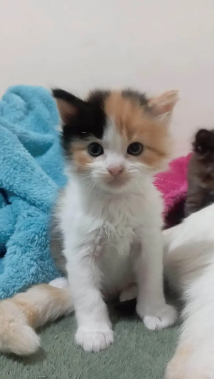Gato ra a American Shorthair idade Abaixo de 2 meses nome Nao tem