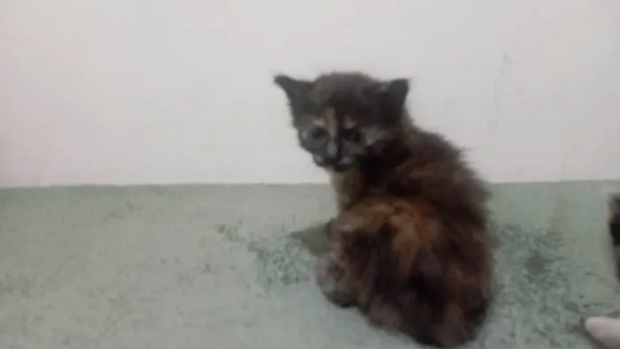 Gato ra a American Shorthair idade Abaixo de 2 meses nome Nao tem
