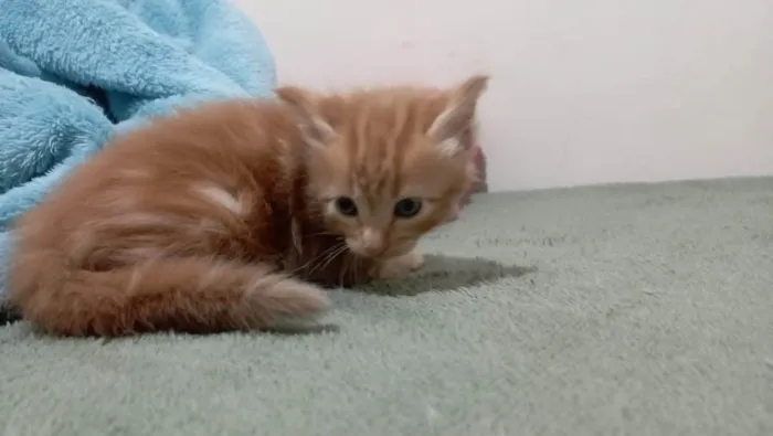 Gato ra a American Shorthair idade Abaixo de 2 meses nome Nao tem