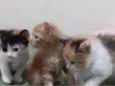Nao tem