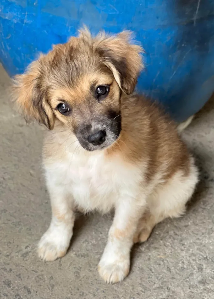 Cachorro ra a SRD-ViraLata idade 2 a 6 meses nome Theo