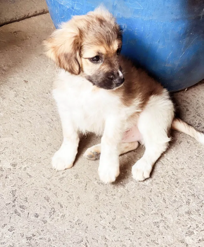 Cachorro ra a SRD-ViraLata idade 2 a 6 meses nome Theo