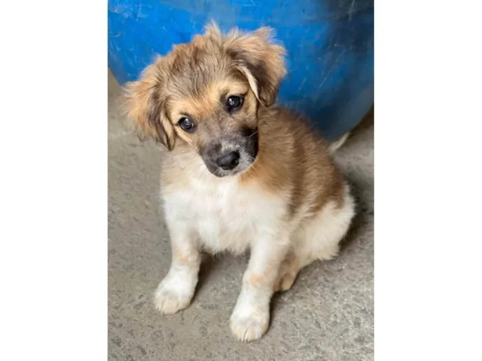 Cachorro ra a SRD-ViraLata idade 2 a 6 meses nome Theo