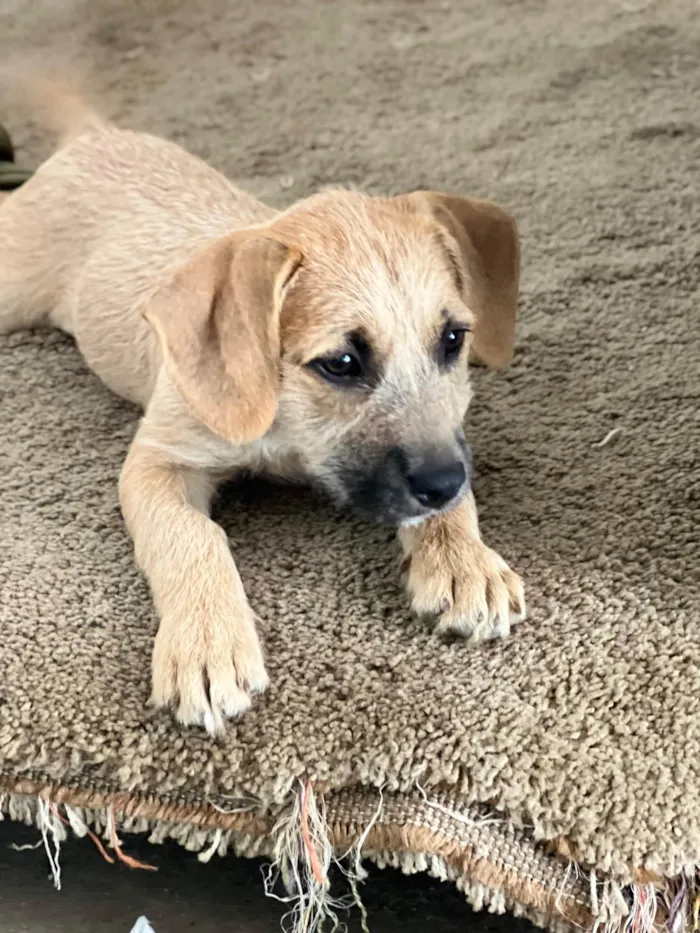 Cachorro ra a SRD-ViraLata idade 2 a 6 meses nome Teka