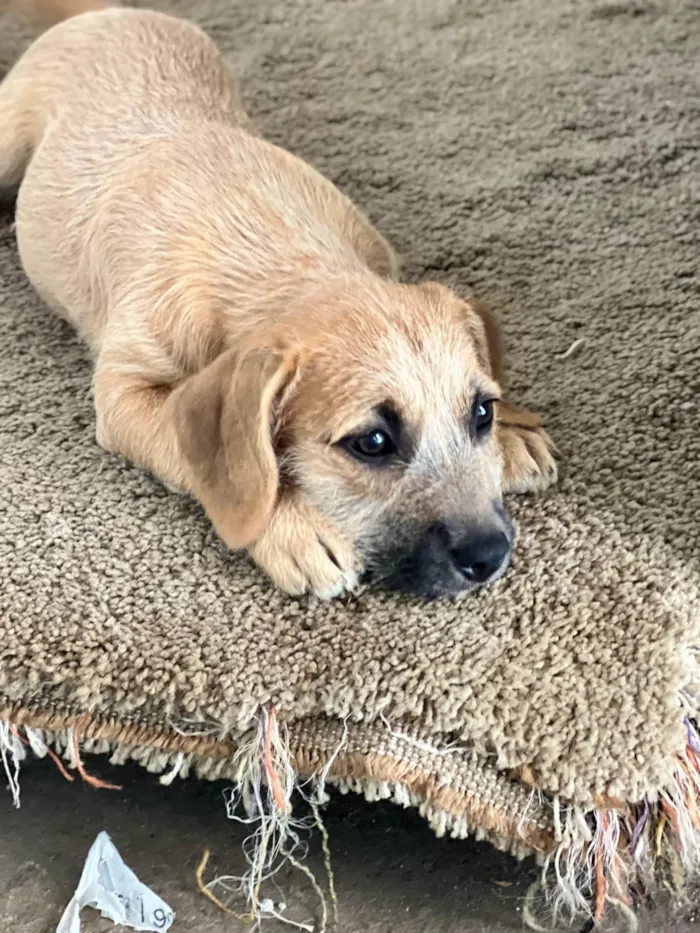 Cachorro ra a SRD-ViraLata idade 2 a 6 meses nome Teka