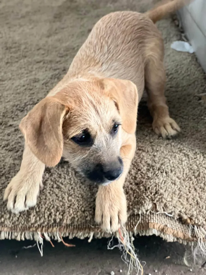 Cachorro ra a SRD-ViraLata idade 2 a 6 meses nome Teka
