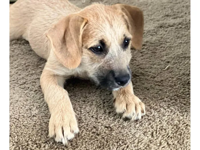 Cachorro ra a SRD-ViraLata idade 2 a 6 meses nome Teka
