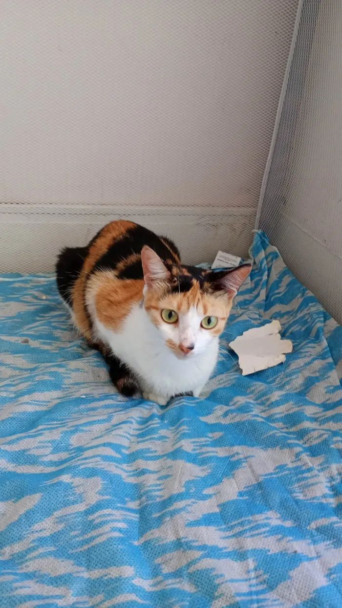 Gato ra a SRD-ViraLata idade 2 anos nome Bella