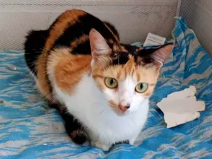Gato raça SRD-ViraLata idade 2 anos nome Bella